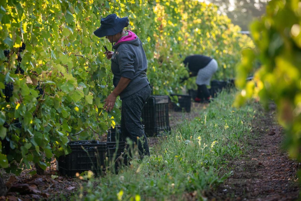 Belfield Wines And Farm Cottages Grabouw Buitenkant foto